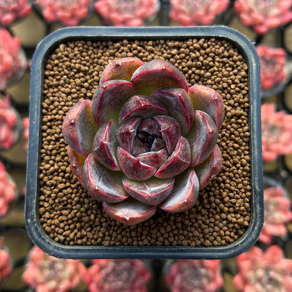 echeveria classic french trnusers サイズ2 Echeveria 'White Soul' 2