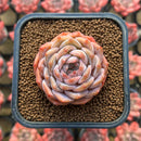 Echeveria sp. 2" Succulent Plant