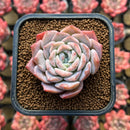 Echeveria 'Pingseulium' 2" Succulent Plant