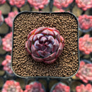 Echeveria 'Black Smoke' 1" Succulent Plant
