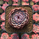 Echeveria 'Rio Heart' 2" New Hybrid Succulent Plant
