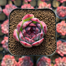 Echeveria sp. 1"-2" Succulent Plant