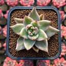 Echeveria Agavoides 'Elkhorn' Variegated 2" Succulent Plant