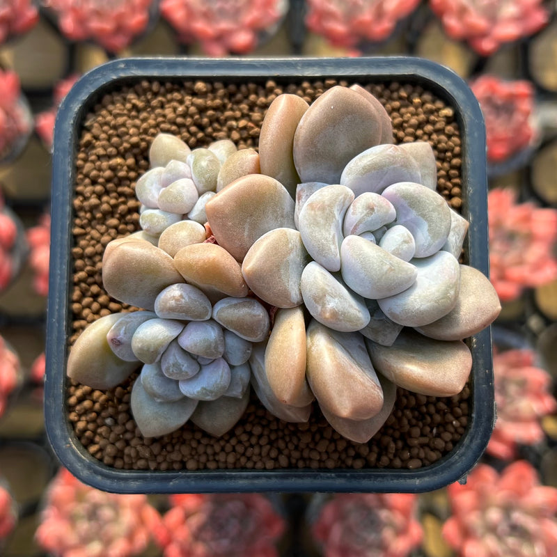 bubble succulent Graptoveria 'Bubble Bomb' 2