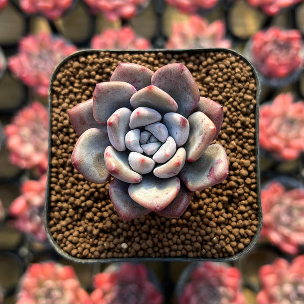 succulent graptoveria Graptoveria Hybrid sp. 1" Succulent Plant – True Succulents Plant Co