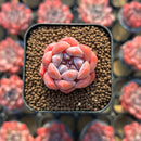 Echeveria sp. 1" Succulent Plant