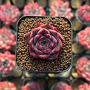 Echeveria sp. 1" Succulent Plant