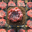 Echeveria sp. 1" Succulent Plant