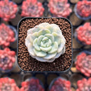 Echeveria 'Tinker Bell' Variegated 1" Succulent Plant