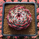 Echeveria 'Pavli' 3" Succulent Plant