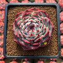 Echeveria 'Pavli' 3" Succulent Plant
