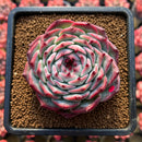 Echeveria 'Pavli' 3" Succulent Plant