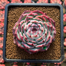 Echeveria 'Pavli' 3" Succulent Plant