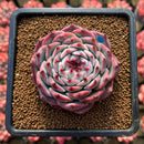 Echeveria 'Pavli' 3" Succulent Plant