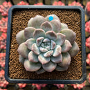 Graptoveria 'High Stone' 3" Succulent Plant