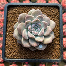 Graptoveria 'High Stone' 3" Succulent Plant