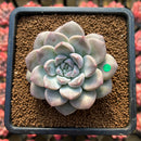 Graptoveria 'High Stone' 3" Succulent Plant