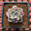 Graptoveria 'High Stone' 3" Succulent Plant