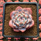 Echeveria 'Pink Seongyeong' 2"-3" Succulent Plant