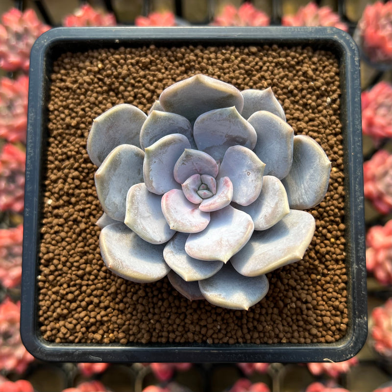 tiramisu succulent Echeveria 'Tiramisu' 2"-3" Succulent Plant
