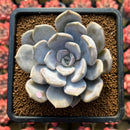 Echeveria 'Tiramisu' 2"-3" Succulent Plant