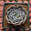 Echeveria sp. 2"-3" Succulent Plant