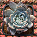 Echeveria 'Cream Sun' 4" Powdery Succulent Plant
