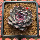 Echeveria 'Black Raccoon' 3" Selected Clone Flower Village Hybrid Succulent Plant
