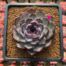 Echeveria 'Black Raccoon' 3" Selected Clone Flower Village Hybrid Succulent Plant