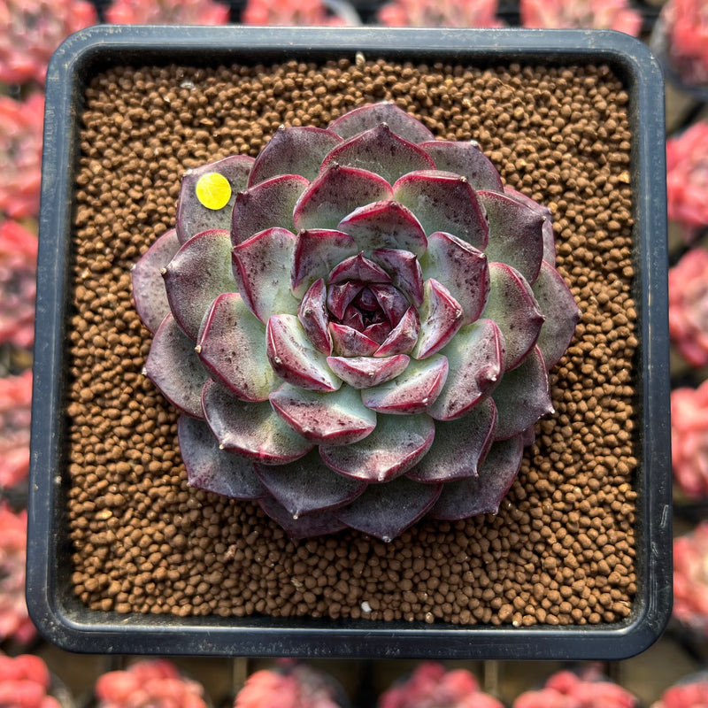 Echeveria 'Black Raccoon' 3