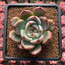 Echeveria 'Champaign' Hybrid 2" Succulent Plant