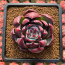 Echeveria 'Casio' Variegated 3" Succulent Plant