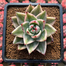 Echeveria Agavoides 'Elkhorn' Variegated 3" Succulent Plant
