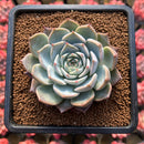 Echeveria sp. 2"-3" Succulent Plant