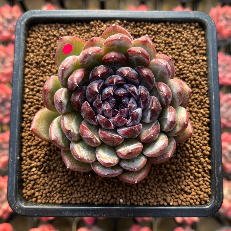 stone rose succulent Echeveria 'Gem Stone' 2" New Hybrid Succulent Plant