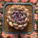 Echeveria 'Gem Stone' 2" New Hybrid Succulent Plant
