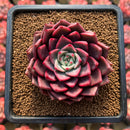 Echeveria 'Raphael' 3" New Hybrid Succulent Plant