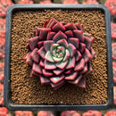 Echeveria 'Raphael' 3" New Hybrid Succulent Plant