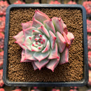 Echeveria 'Ecora' Carunculated? 3"-4" Succulent Plant