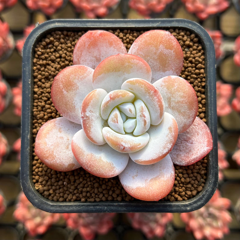 wide leaf succulent Echeveria Laui 2" Wide Leaf Succulent Plant – True Succulents Plant Co