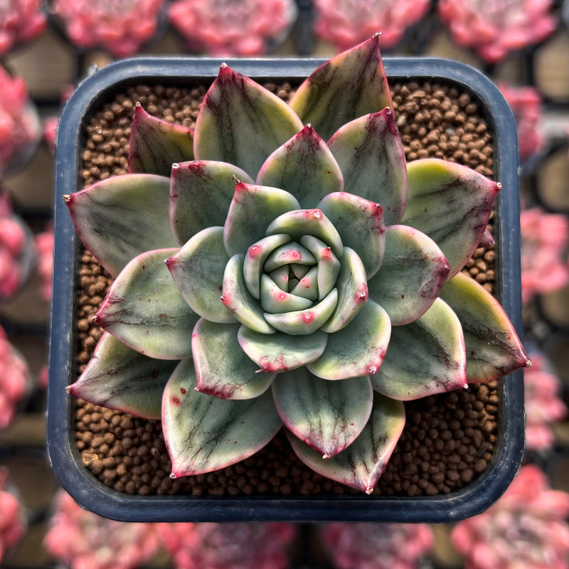 leopard print succulent Echeveria 'Leopard' Silver Variegated 3" Succulent Plant – True Succulents Plant Co
