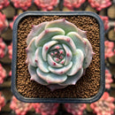 Echeveria 'Teirosa' 2" Succulent Plant