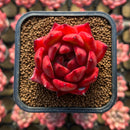 Echeveria Agavoides 'Amestro' 2" Succulent Plant