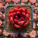 Echeveria Agavoides 'Amestro' 2" Succulent Plant