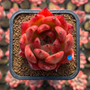 Echeveria Agavoides 'Amestro' 2" Succulent Plant