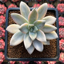 Graptopetalum Paraguayensis 'Awayuki' Variegated 3"-4" Succulent Plant