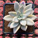 Graptopetalum Paraguayensis 'Awayuki' Variegated 3"-4" Succulent Plant