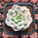 Echeveria 'Nicksana' Variegated 2" Succulent Plant Cutting