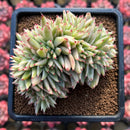 Echeveria Agavoides 'Elkhorn' Variegated Crested 3" Succulent Plant