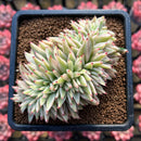 Echeveria Agavoides 'Elkhorn' Variegated Crested 3" Succulent Plant